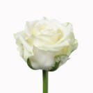 White Naomi rose plant
